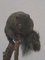 赤腹松鼠藏品圖，第4張